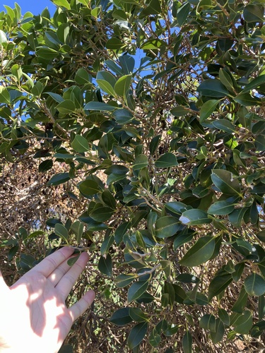 Ficus obliqua observed 2026-08-30