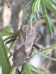 Piezogaster indecorus