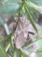 Piezogaster indecorus