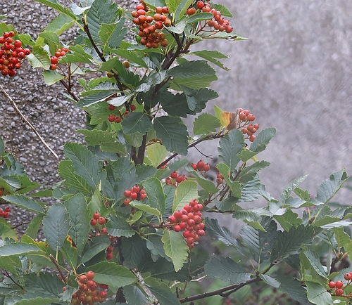 Hedlundia mougeotii
