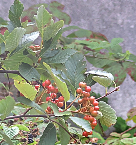 Hedlundia mougeotii, photograph 1