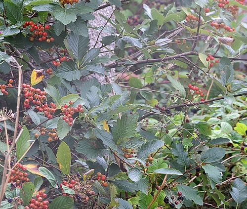 Hedlundia mougeotii, photograph 2