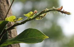 Holoptelea integrifolia