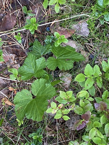 cloudberry