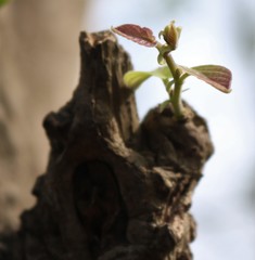 Holoptelea integrifolia