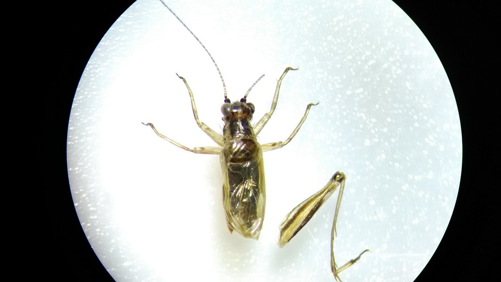 Paratrigonidium majusculum