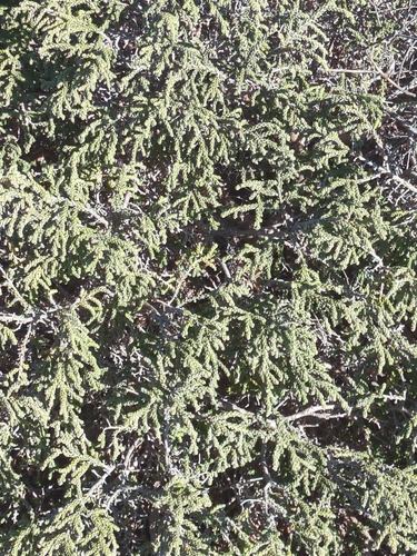 Thymelaea hirsuta