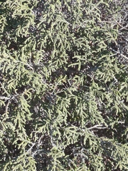 Thymelaea hirsuta