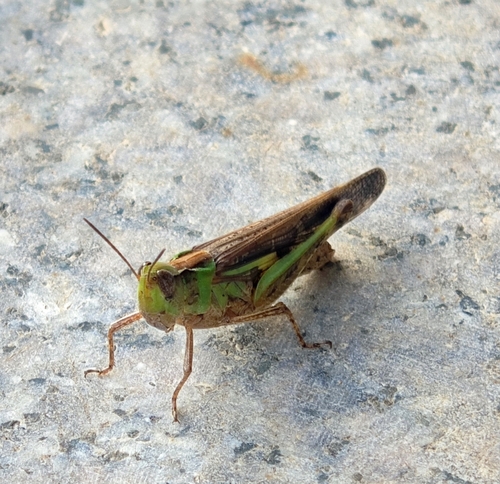 Slender Green-winged Grasshopper