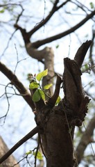 Holoptelea integrifolia