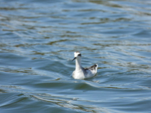 iNaturalist observation photo of Red-necked Phalarope