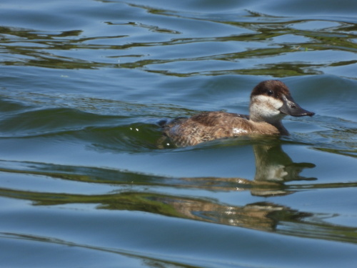 iNaturalist observation photo of Ruddy Duck