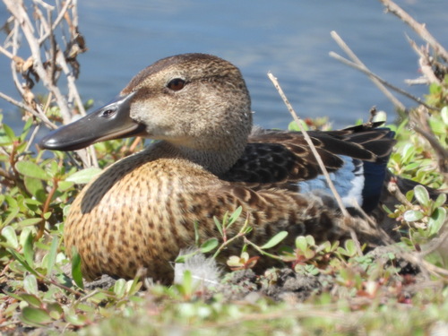 iNaturalist observation photo of Blue-winged Teal