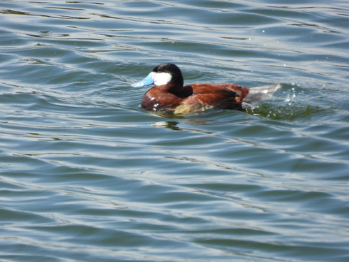 iNaturalist observation photo of Ruddy Duck