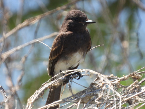 iNaturalist observation photo of Black Phoebe
