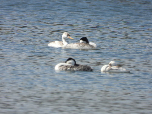 iNaturalist observation photo of Clark's Grebe