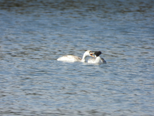 iNaturalist observation photo of Clark's Grebe