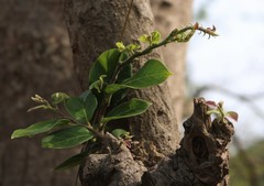 Holoptelea integrifolia