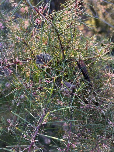Hakea decurrens, photograph 3