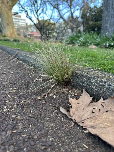 Carex comans observed 2026-08-02