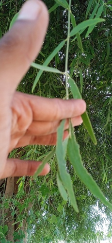 Salvadora oleoides