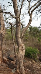 Holoptelea integrifolia