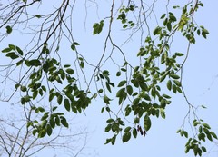 Holoptelea integrifolia