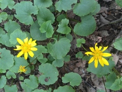 Ficaria verna