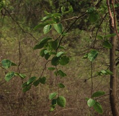 Holoptelea integrifolia