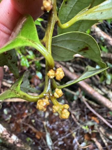 Cinnamomum propinquum observed 2026-08-29