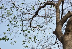 Holoptelea integrifolia