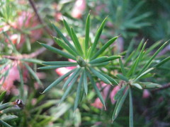 Brachyloma ericoides