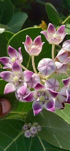giant milkweed