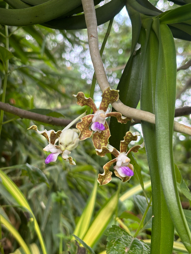 Checkered Vanda