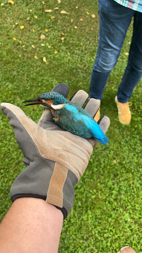 Common Kingfisher