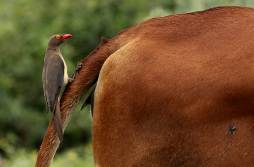 Red-billed Oxpecker