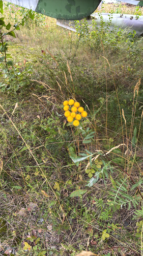 tansy
