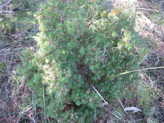 Brachyloma ericoides