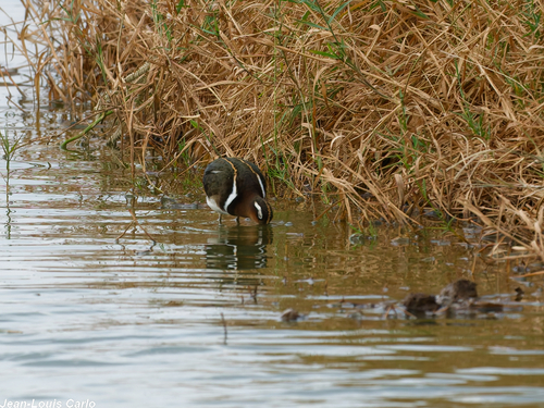 iNaturalist image
