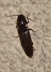 Deilelater physoderus