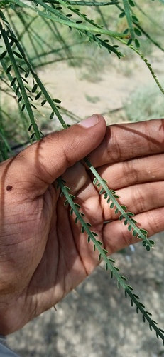 Mexican palo verde
