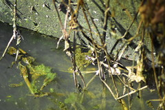 Fejervarya cancrivora