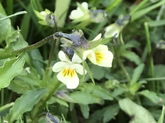 Viola arvensis