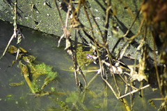 Fejervarya cancrivora