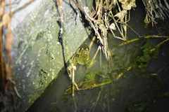 Fejervarya cancrivora