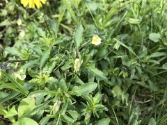 Viola arvensis