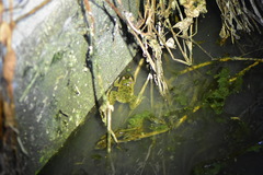 Fejervarya cancrivora