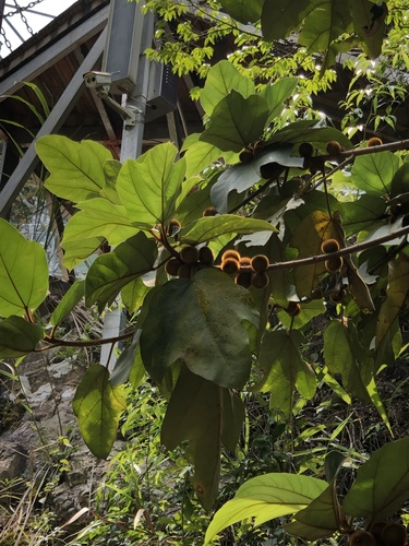 Ficus triloba, photograph 2