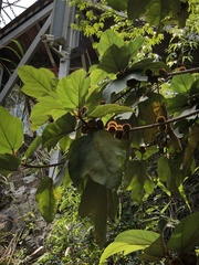 Ficus esquiroliana