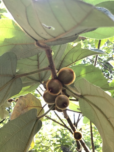 Ficus triloba, photograph 1
